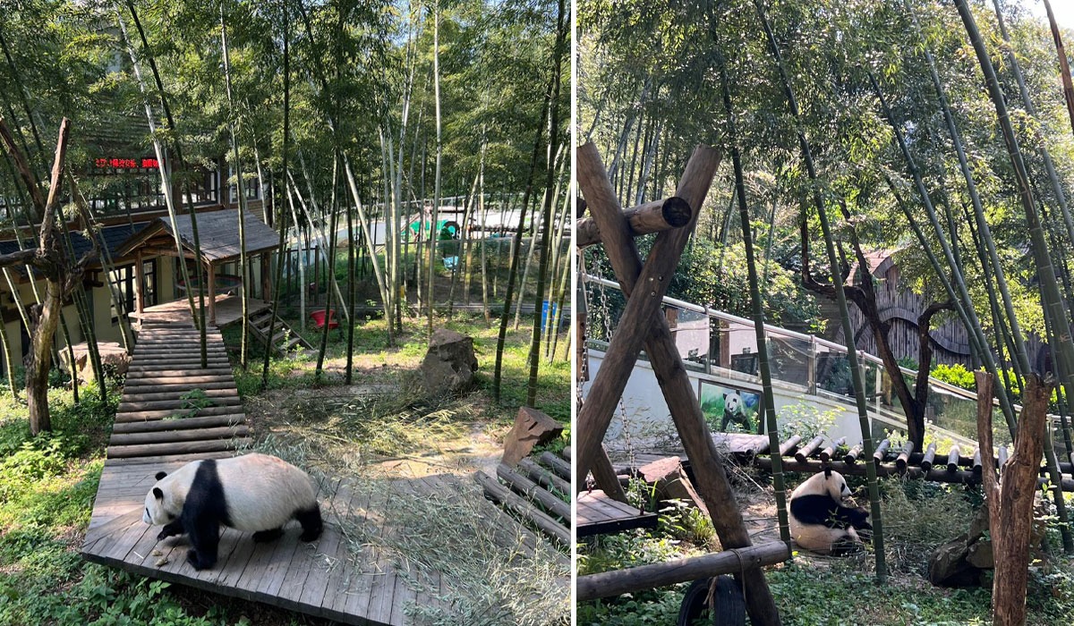 Есек жыныстық қатынасқа енгізілген